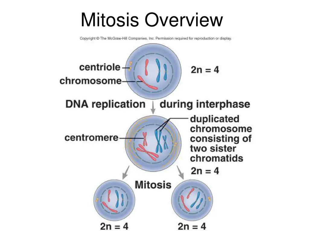 mitosis overview