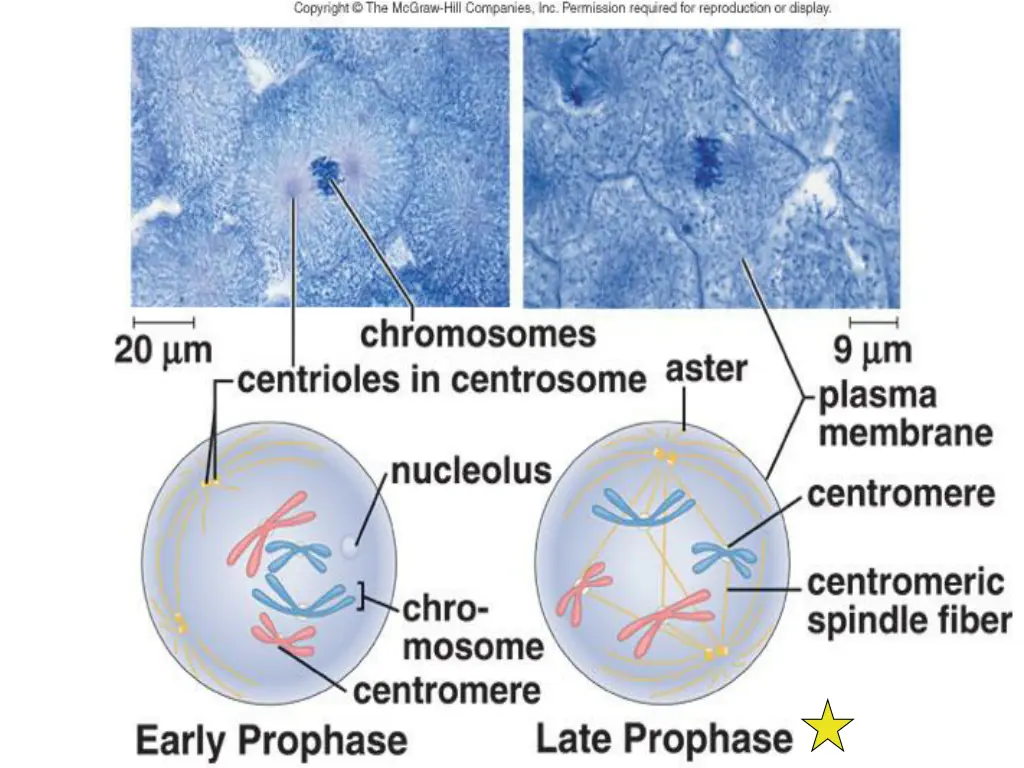 prophase 1