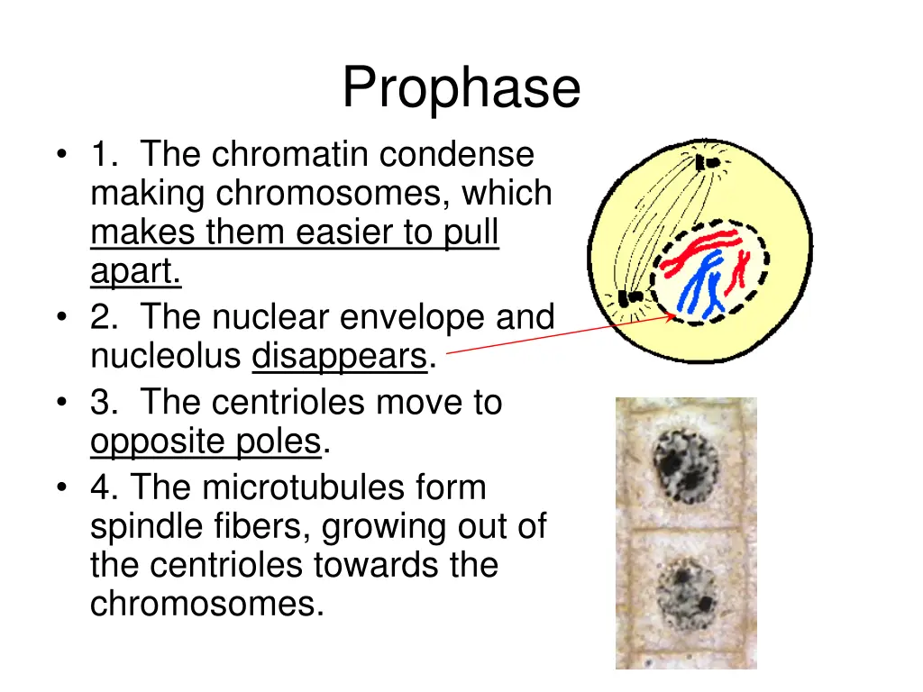 prophase