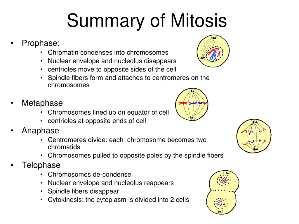 summary of mitosis