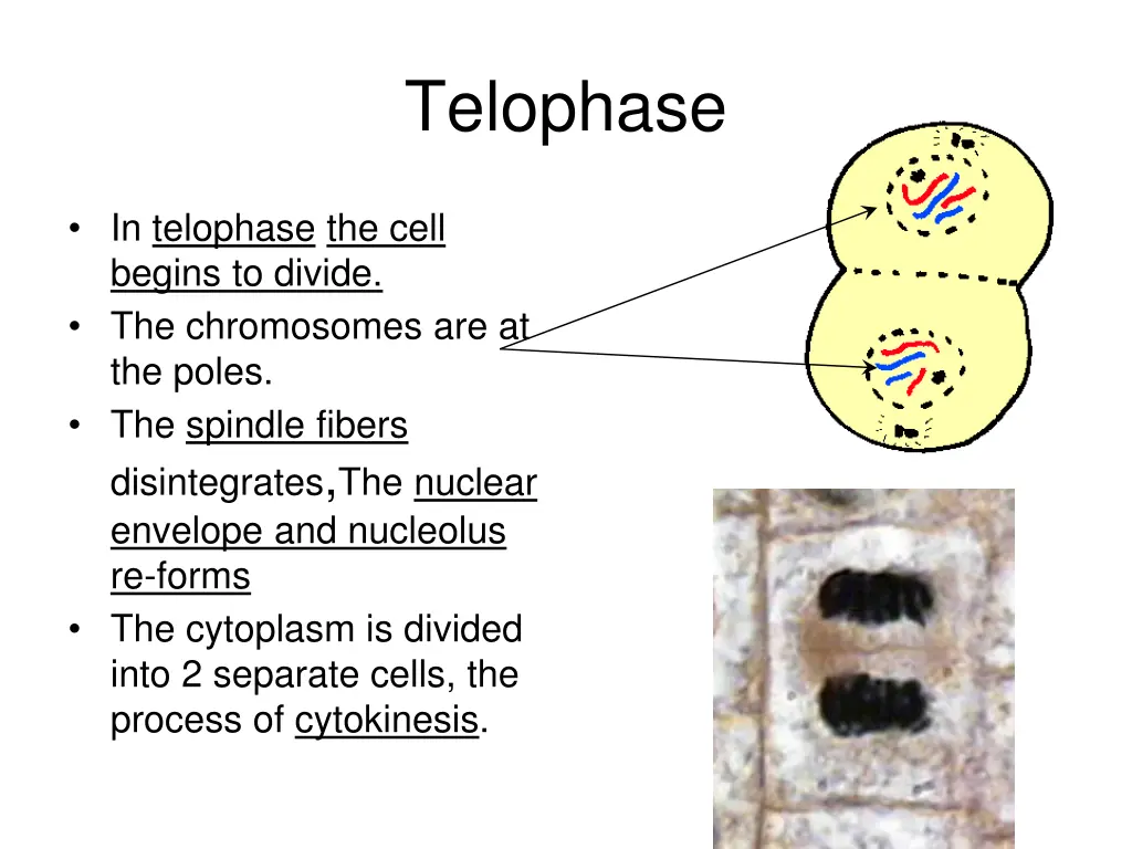 telophase