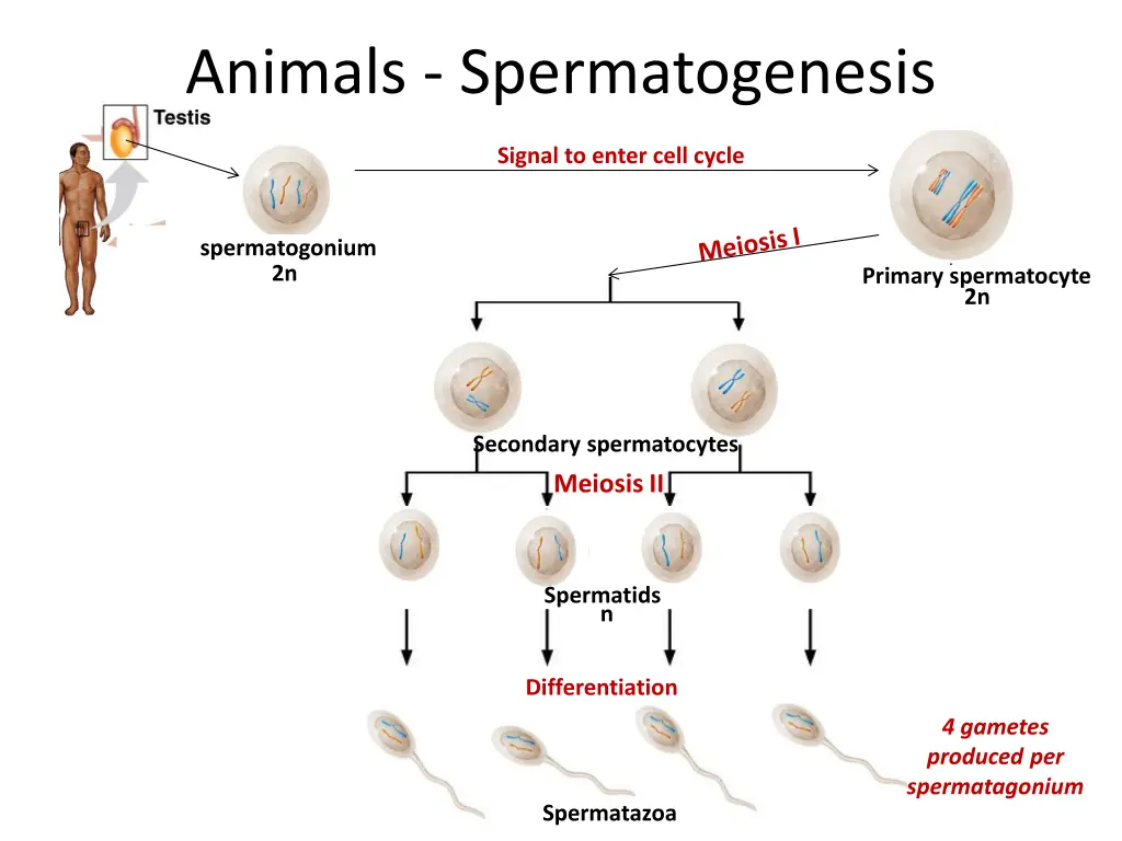 animals spermatogenesis