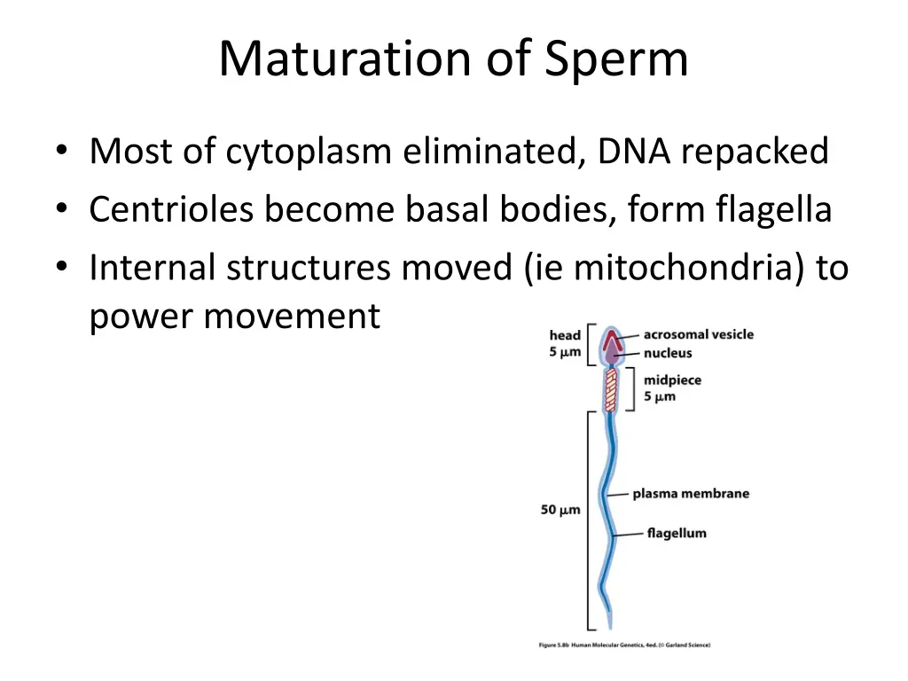 maturation of sperm