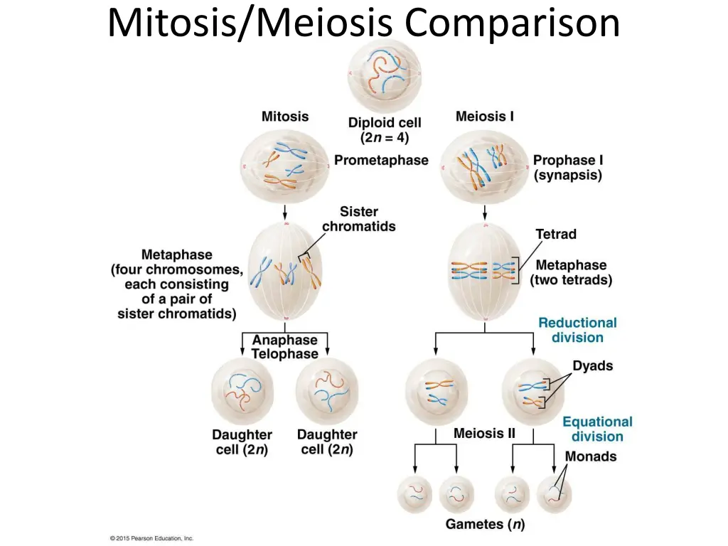 mitosis meiosis comparison