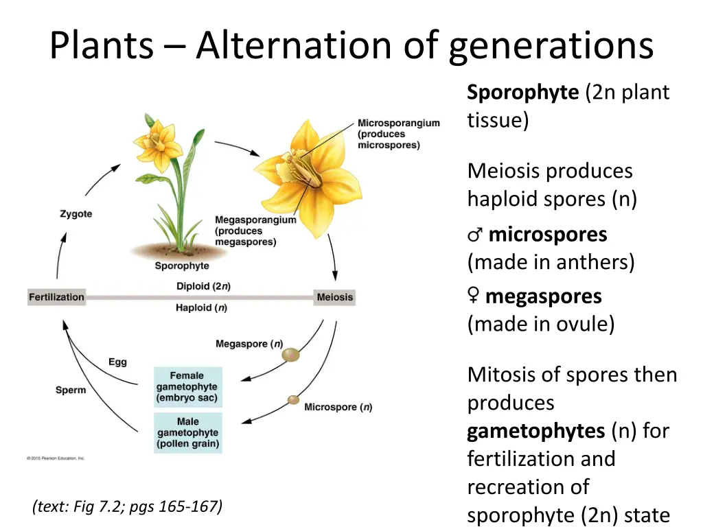 plants alternation of generations