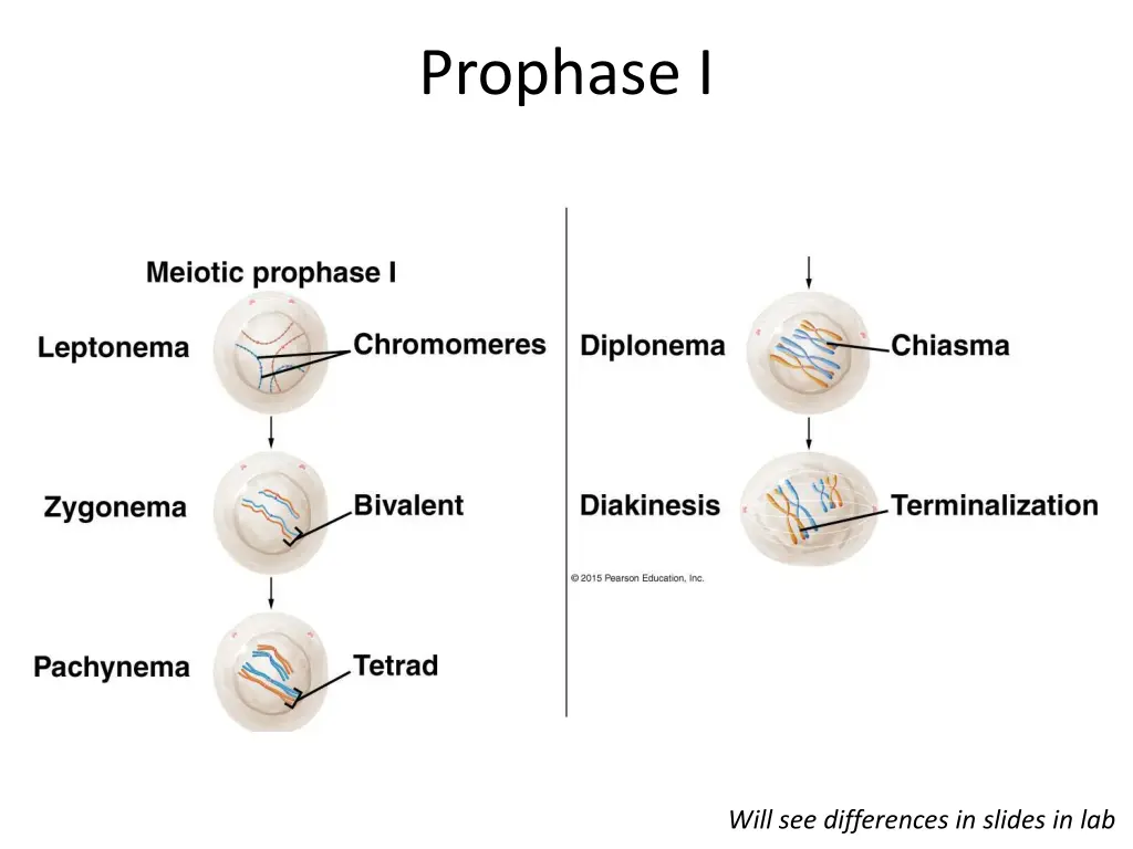 prophase i 1