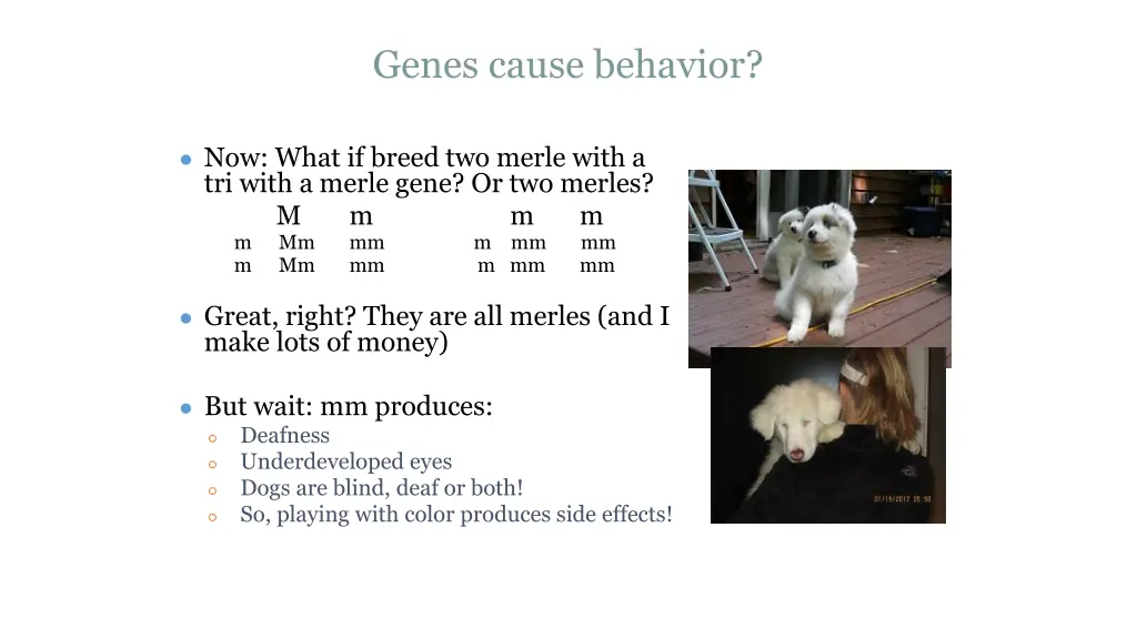 genes cause behavior