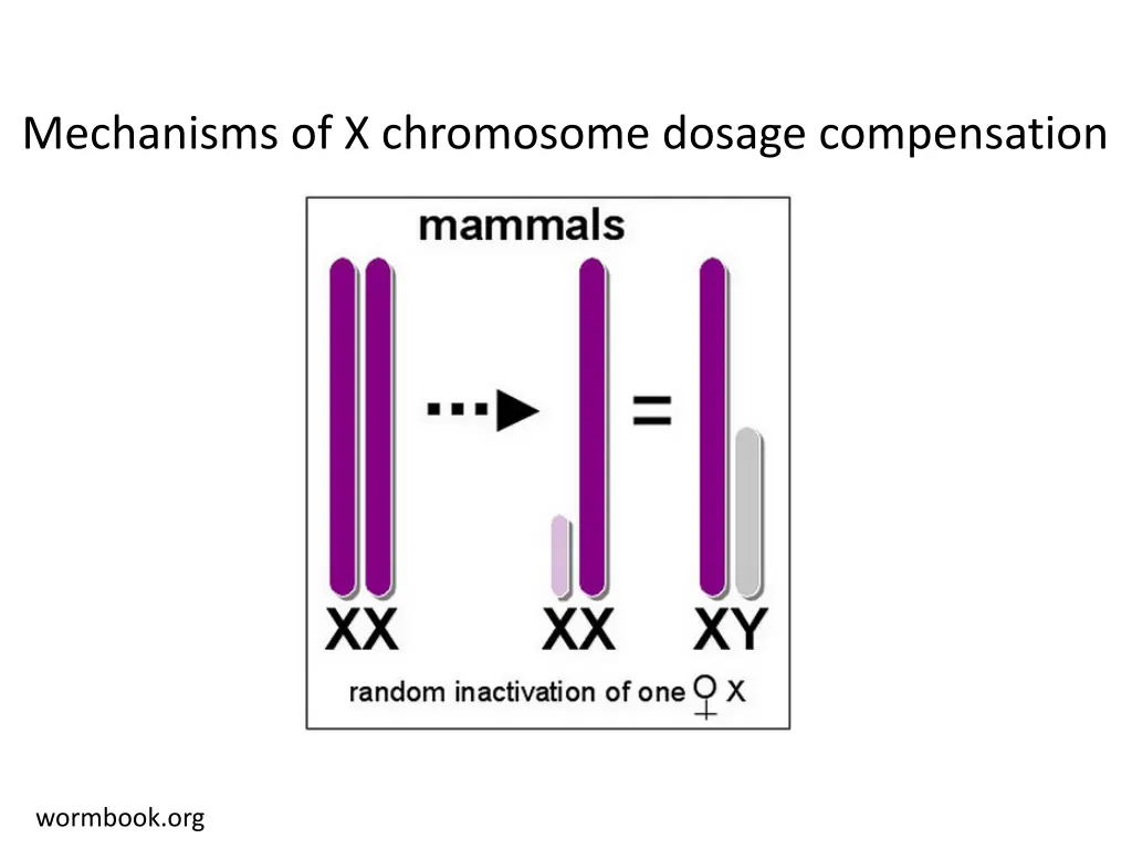 mechanisms of x chromosome dosage compensation