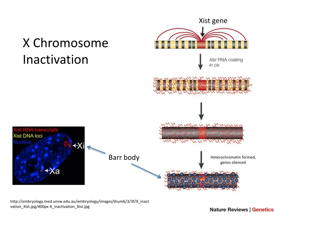 xist gene