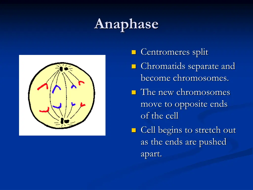 anaphase