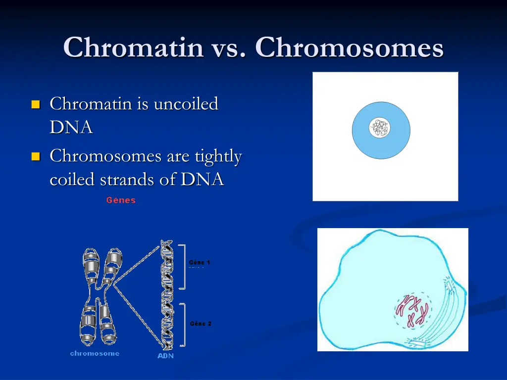 chromatin vs chromosomes