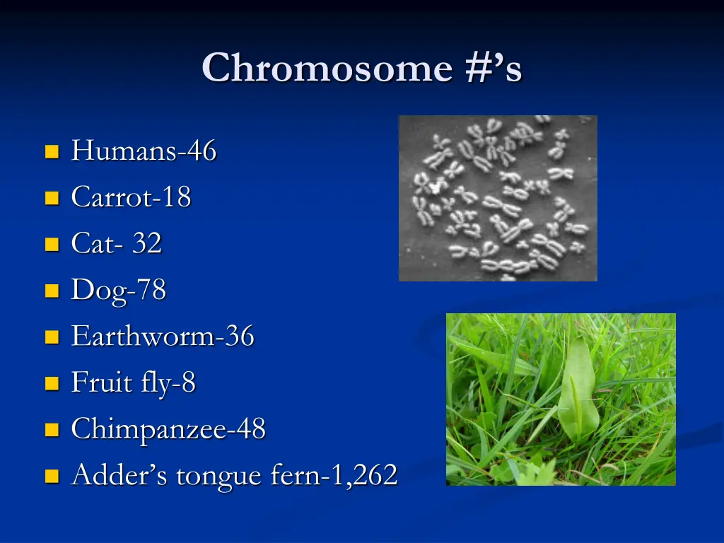 chromosome s