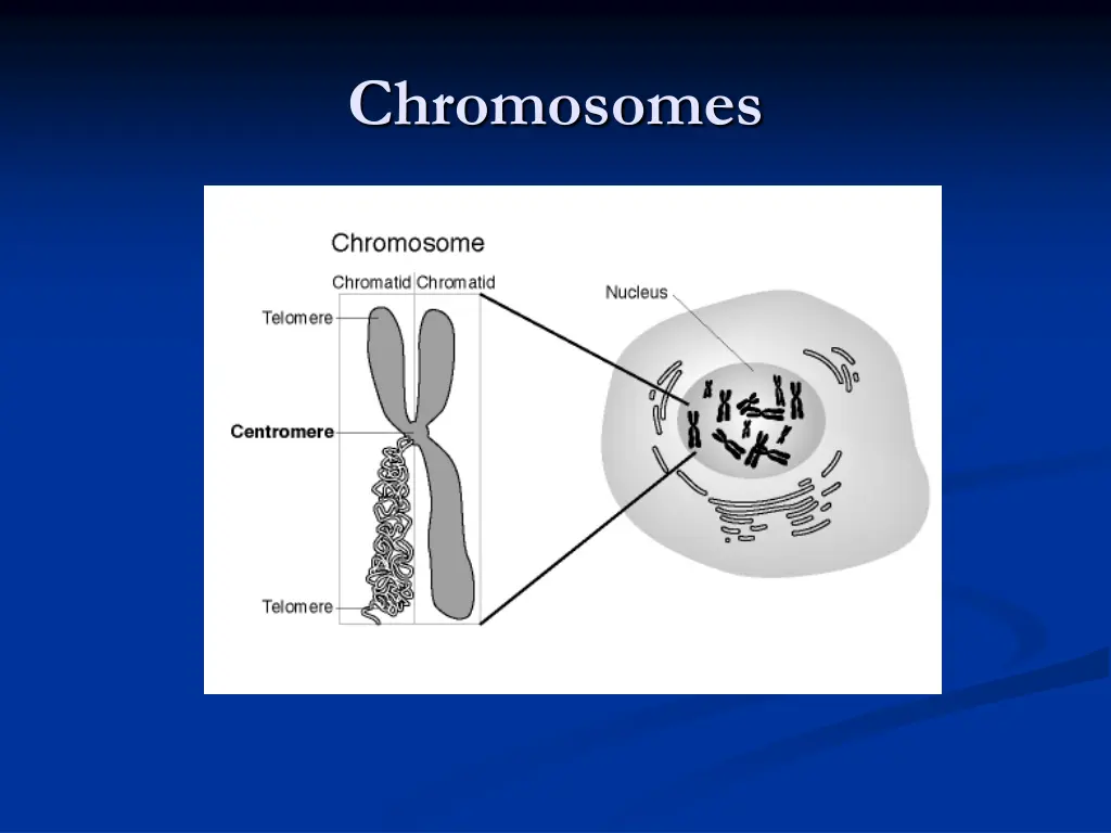 chromosomes