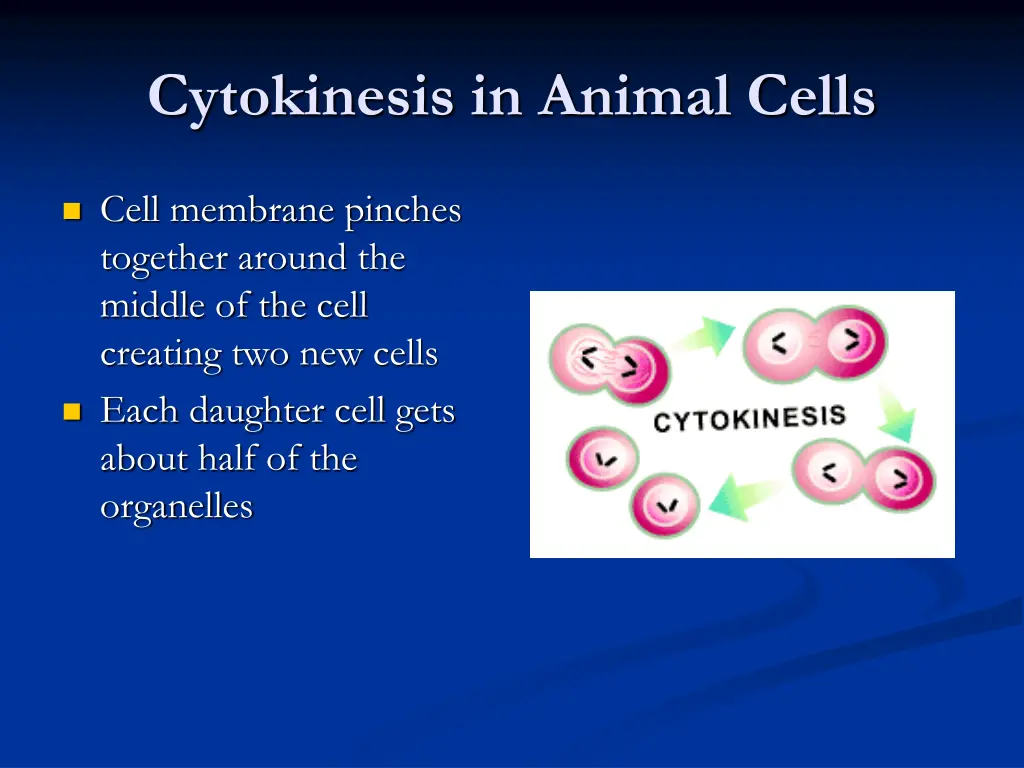 cytokinesis in animal cells