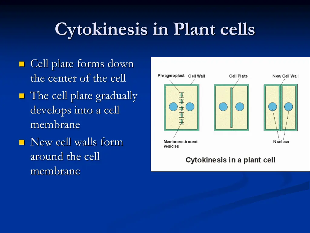 cytokinesis in plant cells