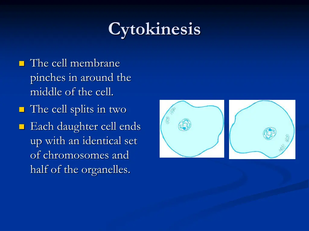 cytokinesis