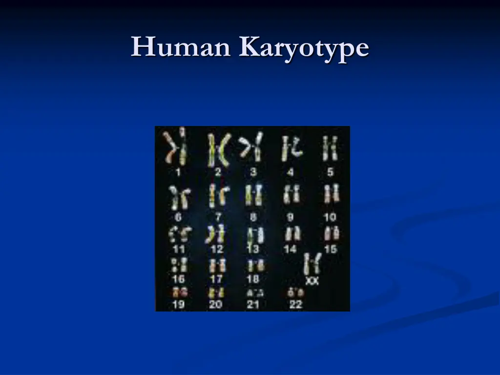 human karyotype