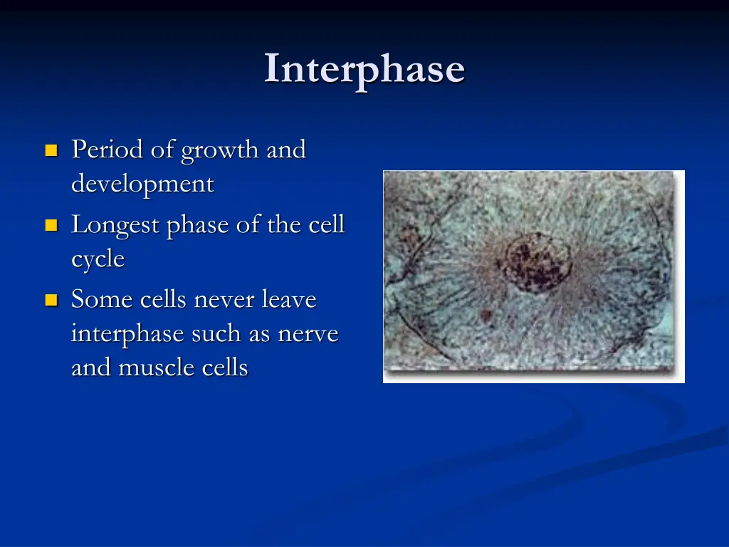 interphase