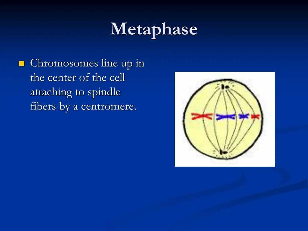 metaphase