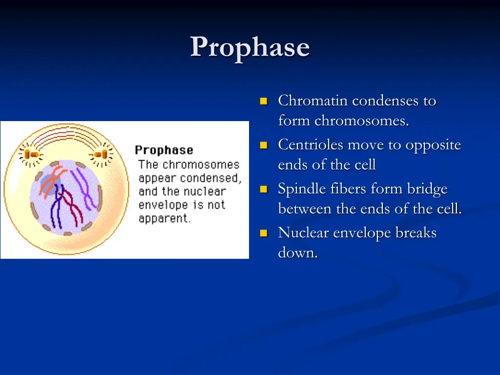 prophase