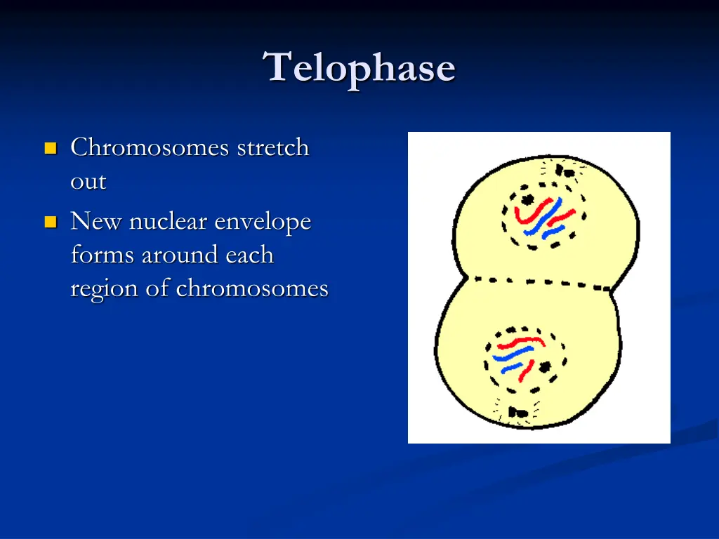 telophase