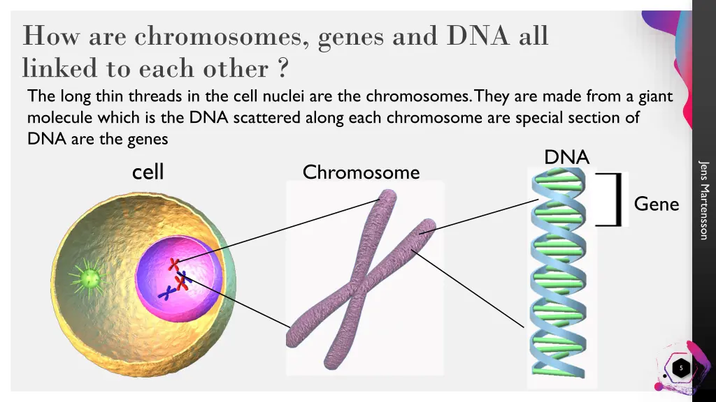 how are chromosomes genes and dna all linked