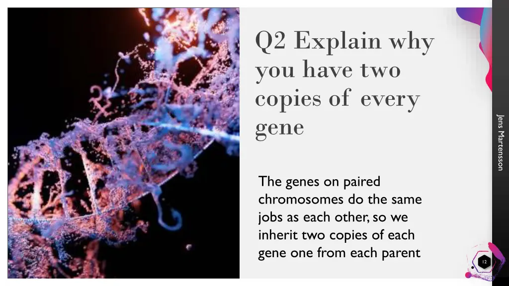 q2 explain why you have two copies of every gene