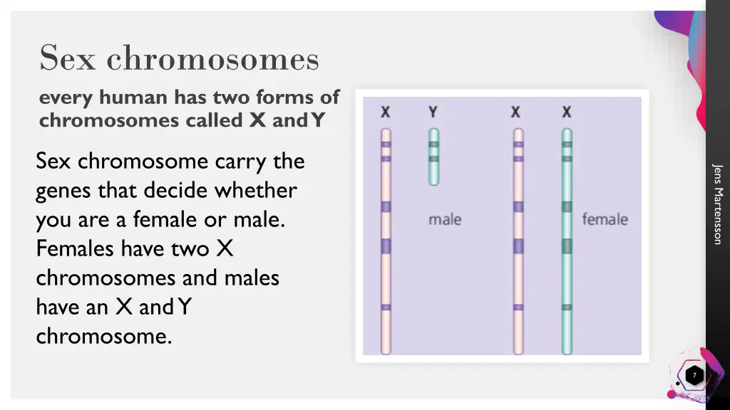 sex chromosomes