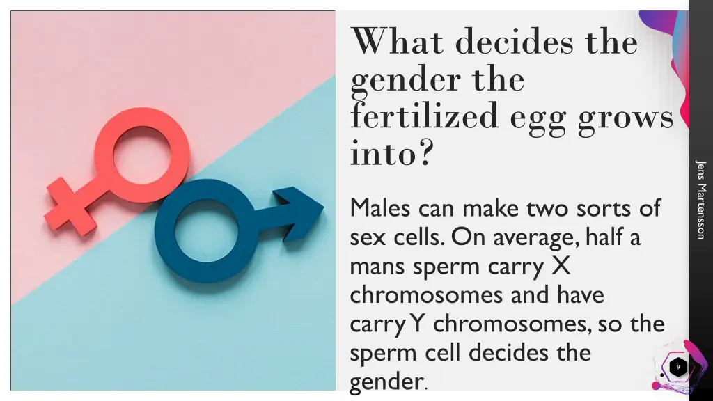 what decides the gender the fertilized egg grows