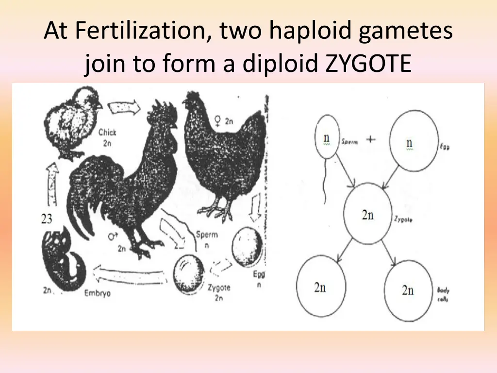 at fertilization two haploid gametes join to form