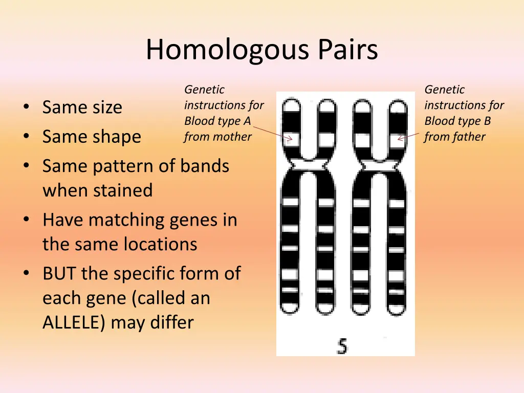 homologous pairs