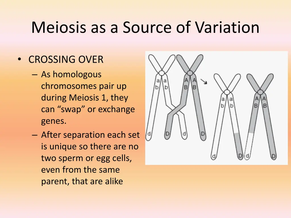 meiosis as a source of variation