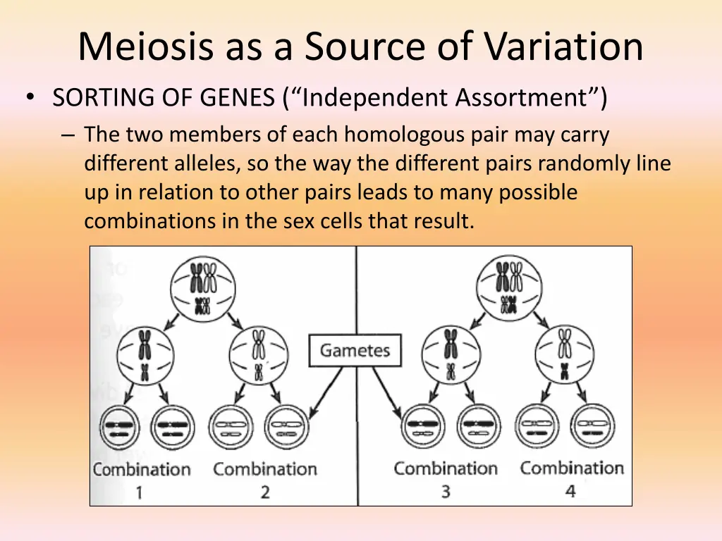 meiosis as a source of variation sorting of genes