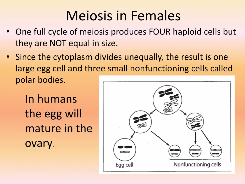 meiosis in females