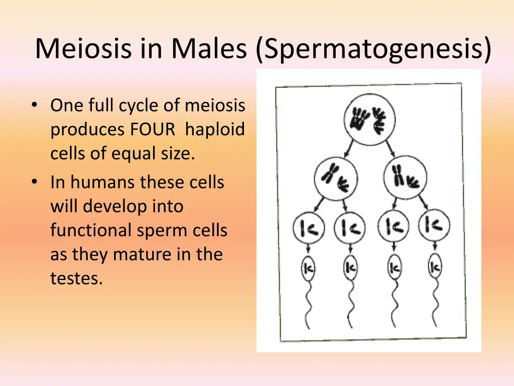 meiosis in males spermatogenesis