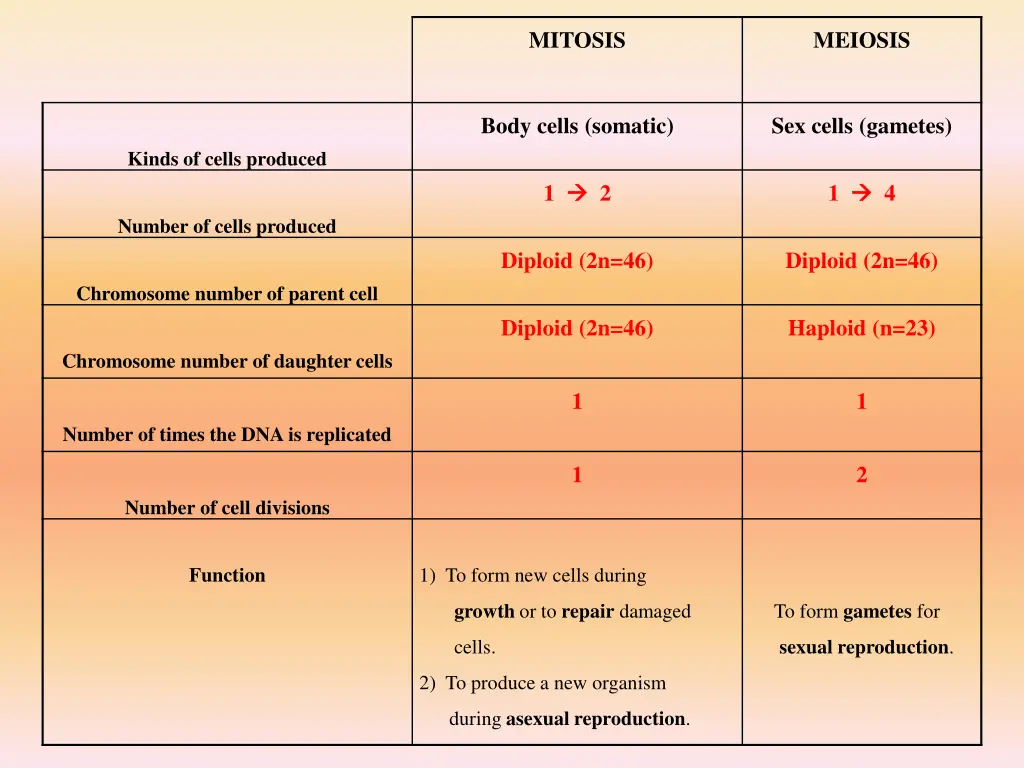 mitosis