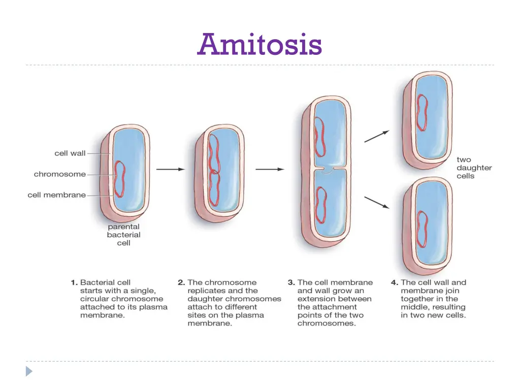 amitosis 1