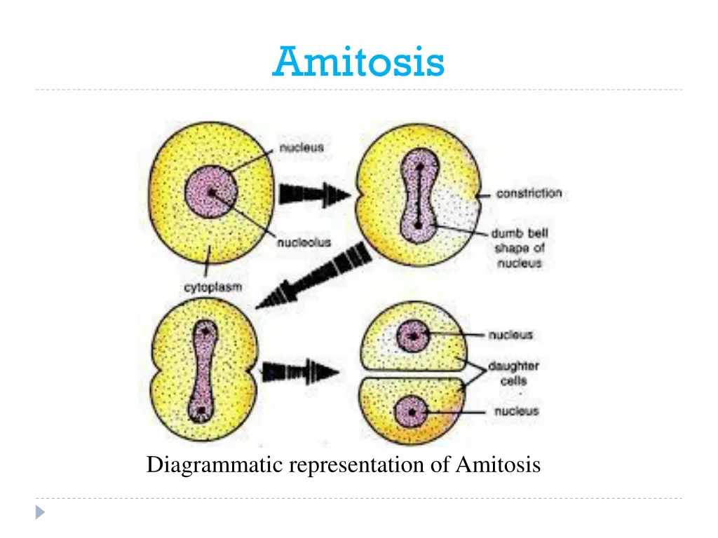 amitosis