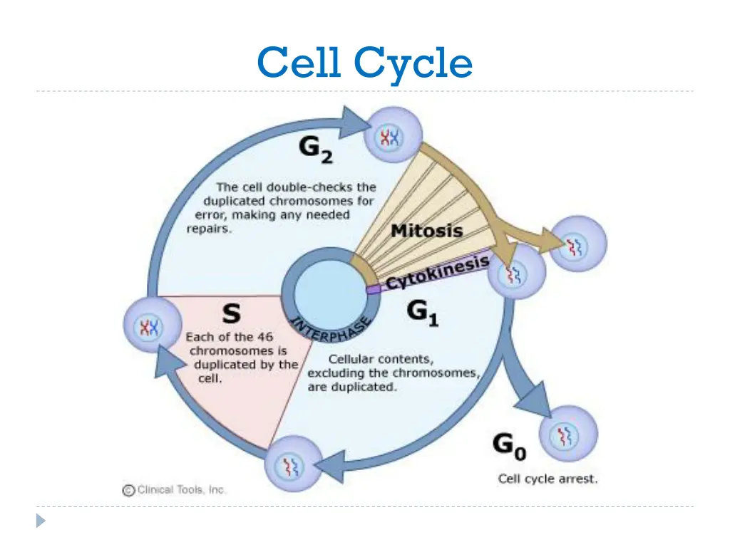 cell cycle