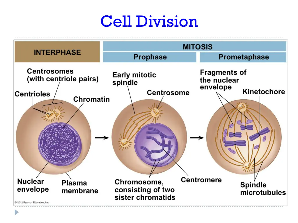 cell division 2