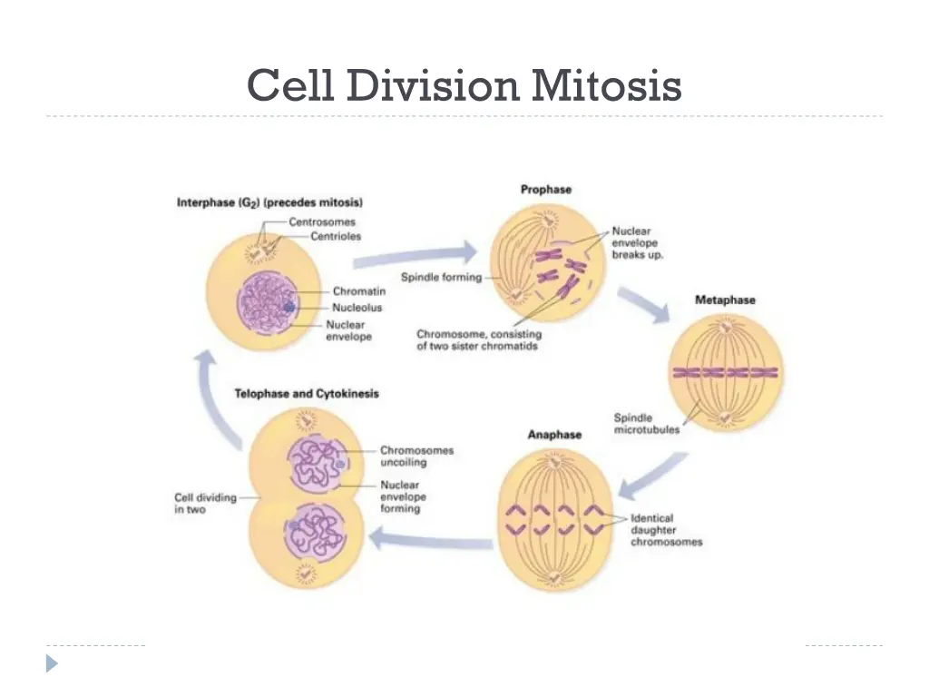 cell division mitosis