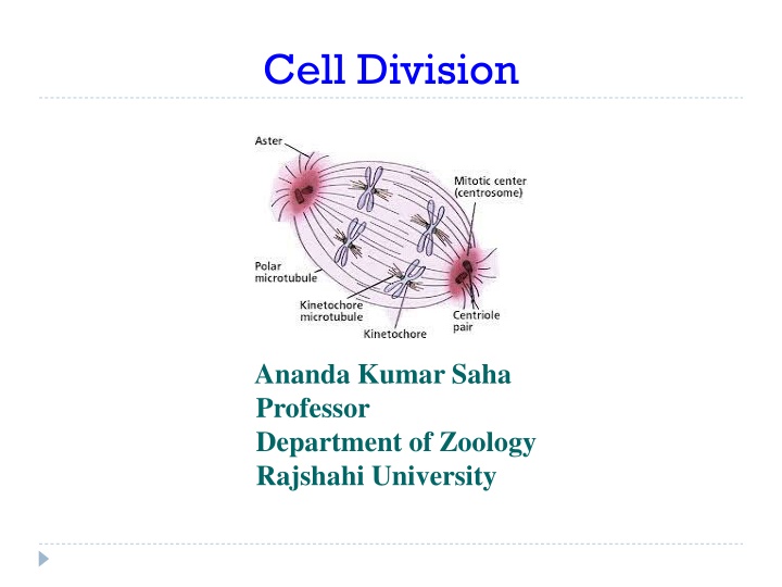 cell division