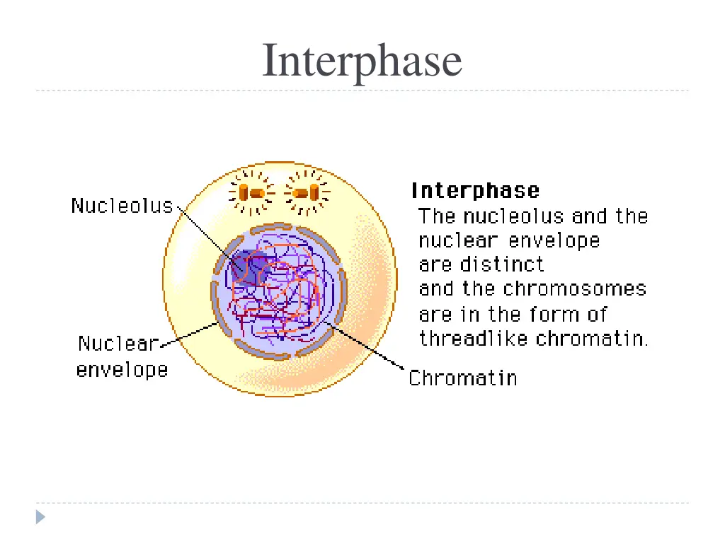 interphase 1