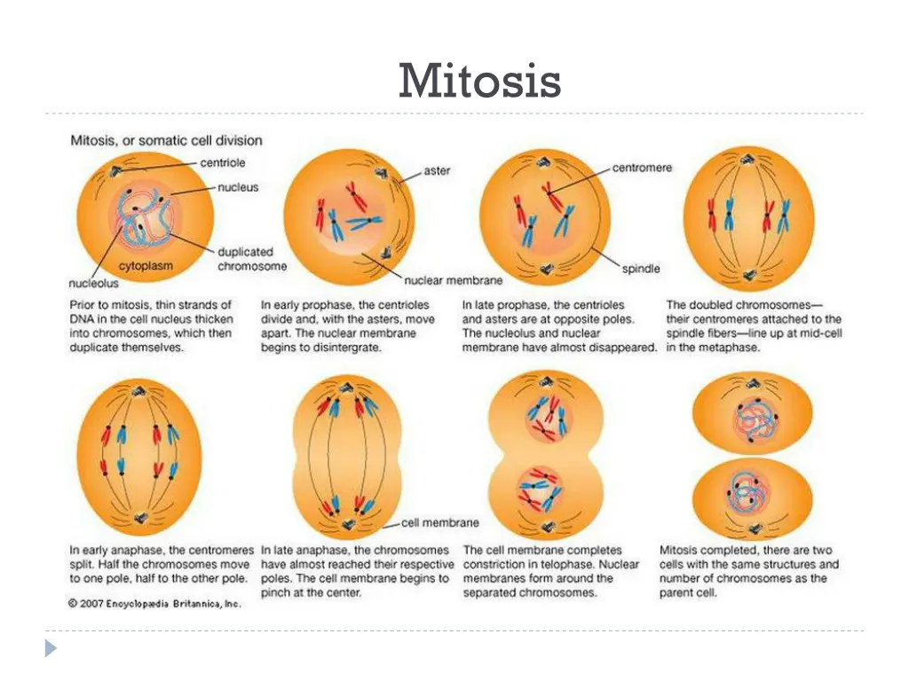 mitosis