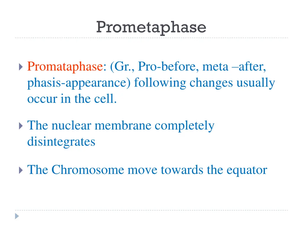 prometaphase