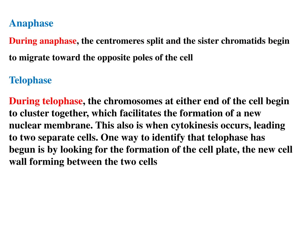 anaphase