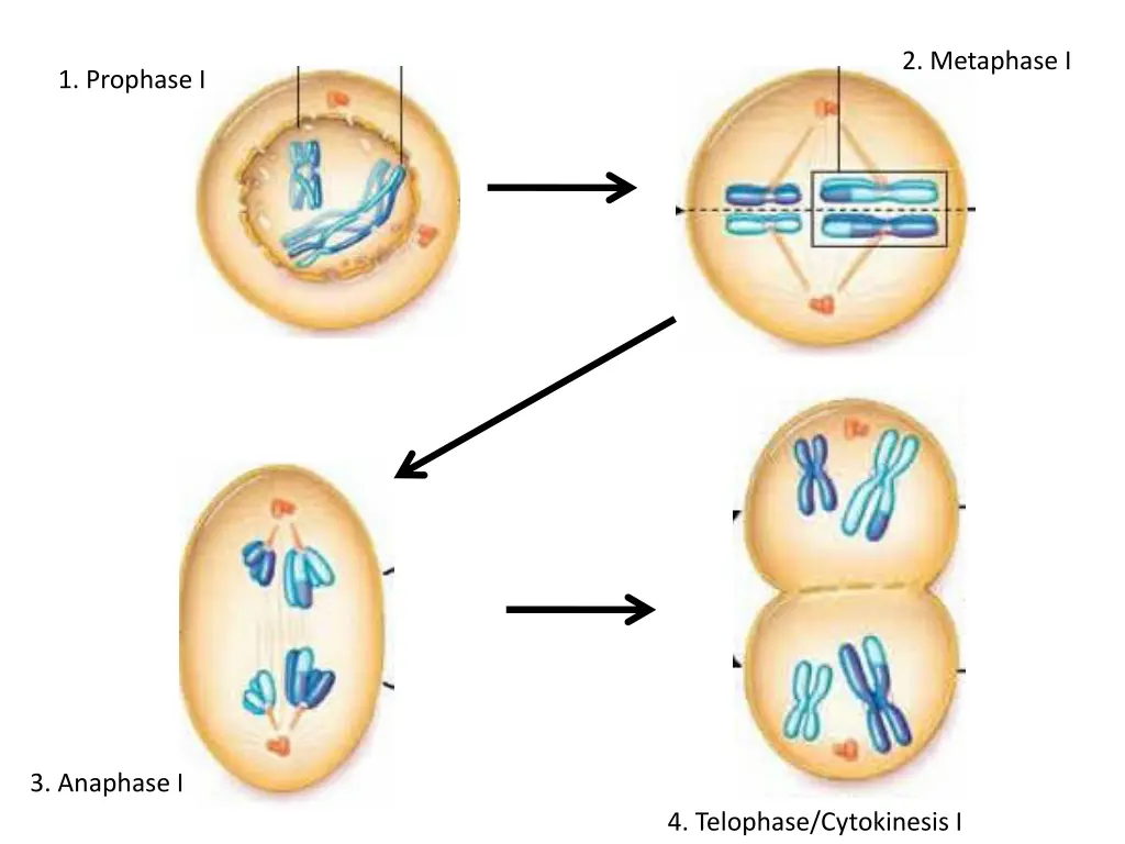 2 metaphase i