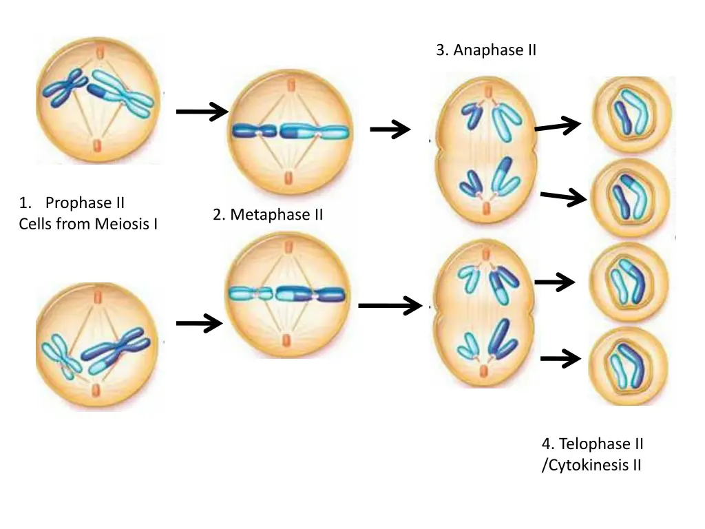 3 anaphase ii