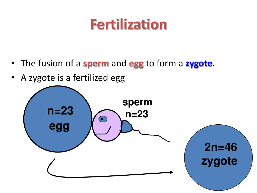 fertilization