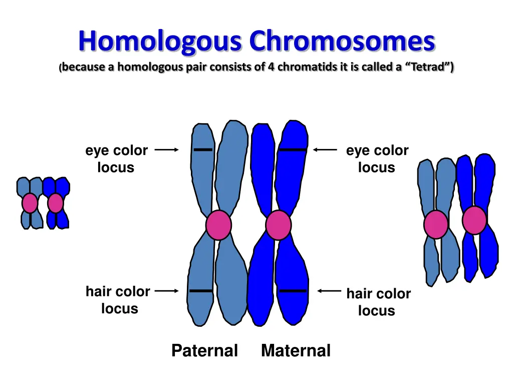 homologous chromosomes because a homologous pair